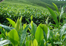 茶葉防偽標簽方案