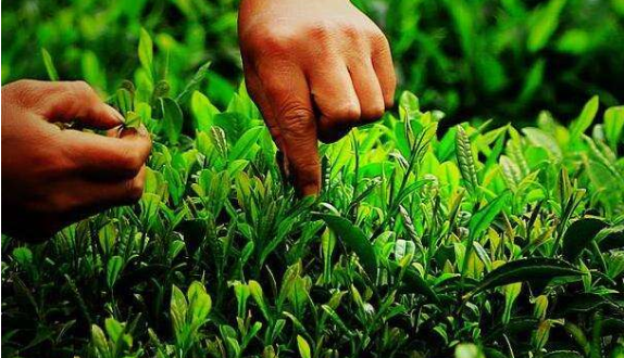 茶葉種植質量安全二維碼可追溯系統解決方案