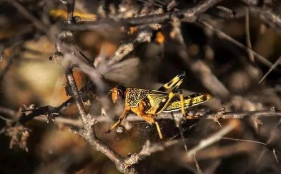 蝗災來襲，農藥獸藥防偽溯源面臨機遇和挑戰