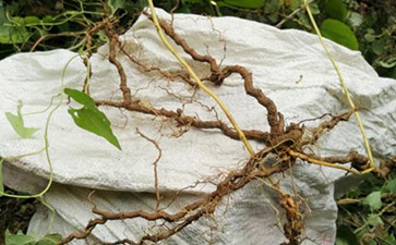 二維碼追溯系統解決中藥材的質量問題