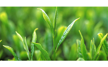 茶葉質量追溯管理系統可以實現哪些功能？具有哪些優點？