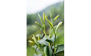 茶葉二維碼防偽標簽可以帶來哪些優勢價值已經特點？