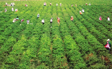 農產品溯源系統的特點